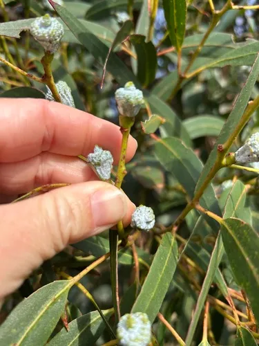 Tasmanian Bluegum — photo by samaara_c