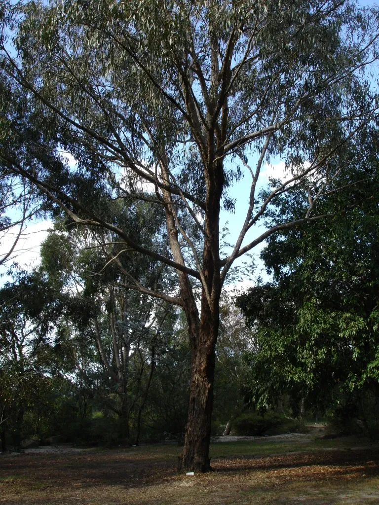 Mountain Graygum — photo by HelloMojo at English Wikipedia