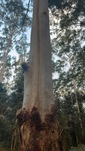 Grand Eucalyptus — photo by k8p