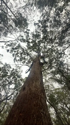 Australian Tallowwood