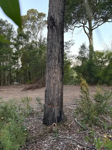 Gray Ironbark