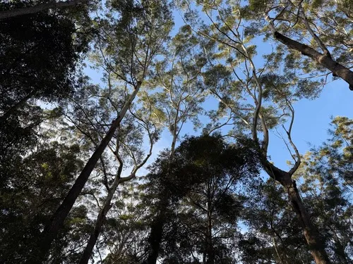 Blackbutt