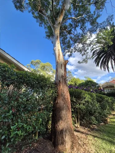 Sydney Bluegum — photo by superbum2