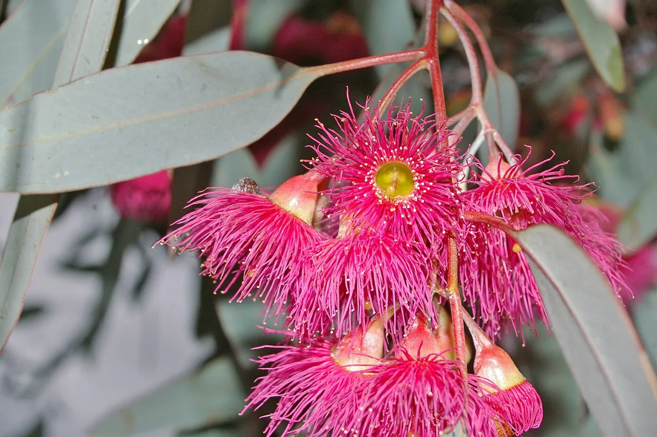 Red Ironbark — photo by Bidgee