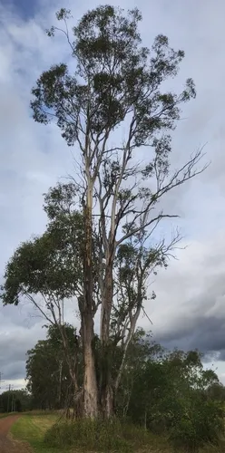 Forest Redgum — photo by Heather Knowles
