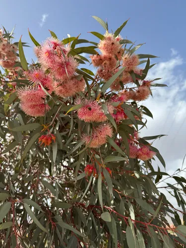 Coral Gum