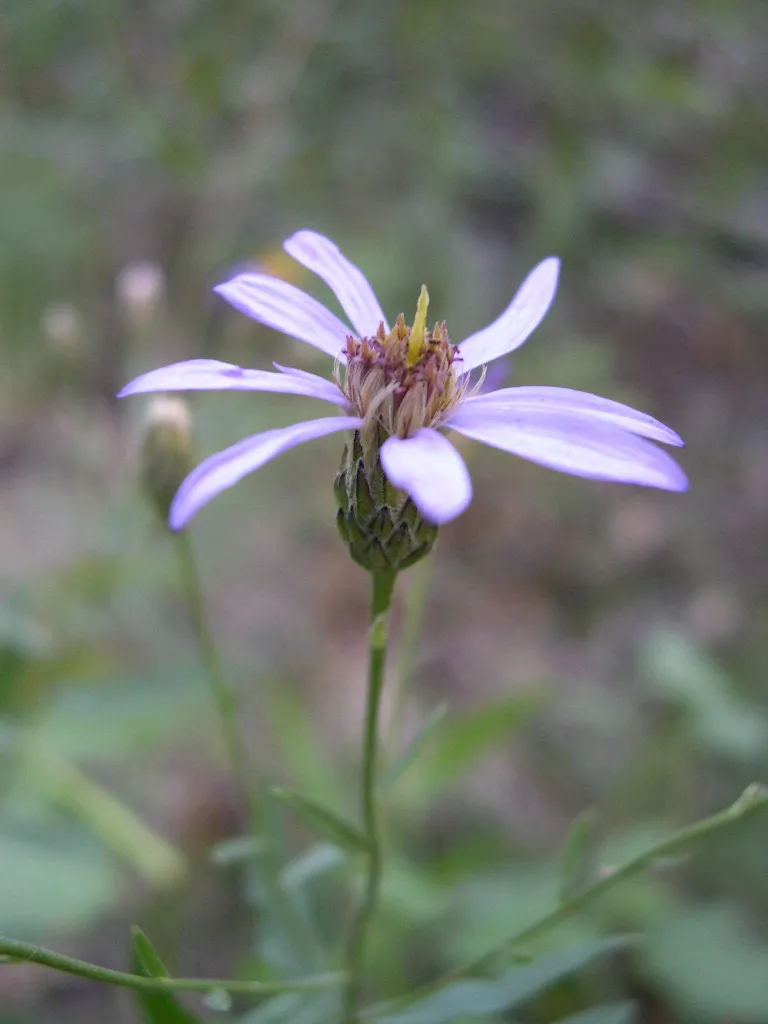 Elegant Aster — photo by Thayne Tuason