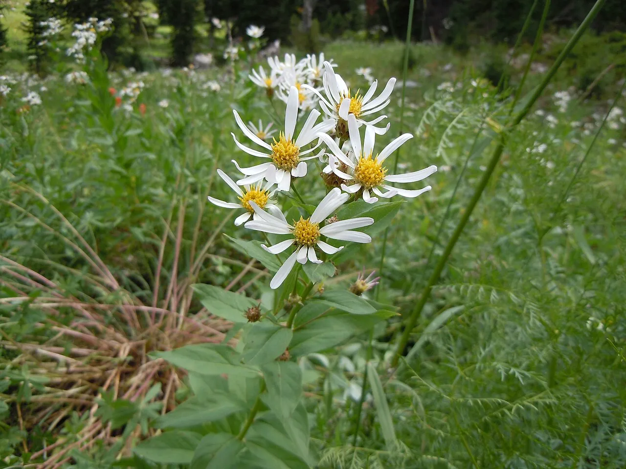 Engelmann's Aster