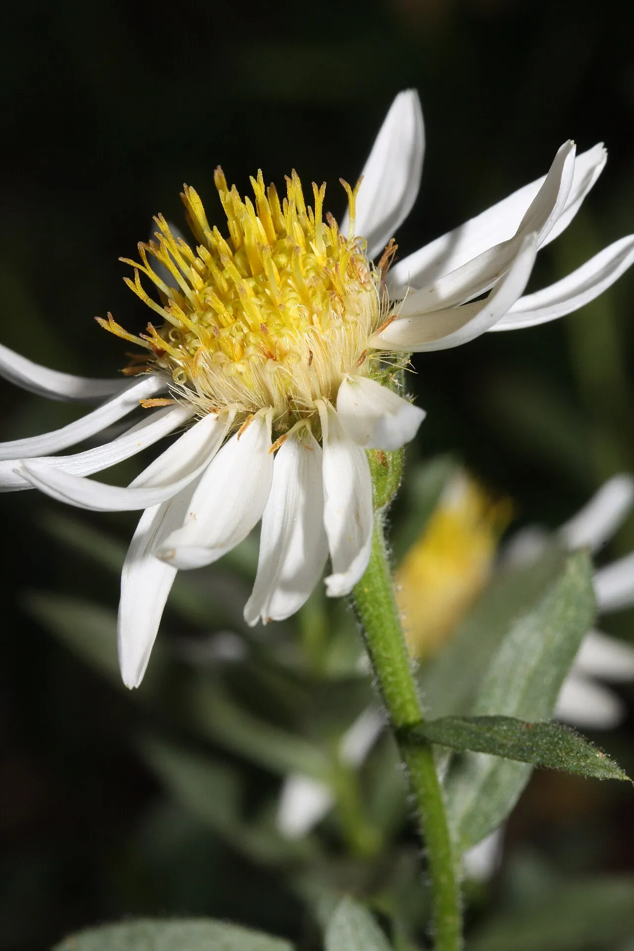 Olympic Mountain Aster — photo by Walter Siegmund (talk)