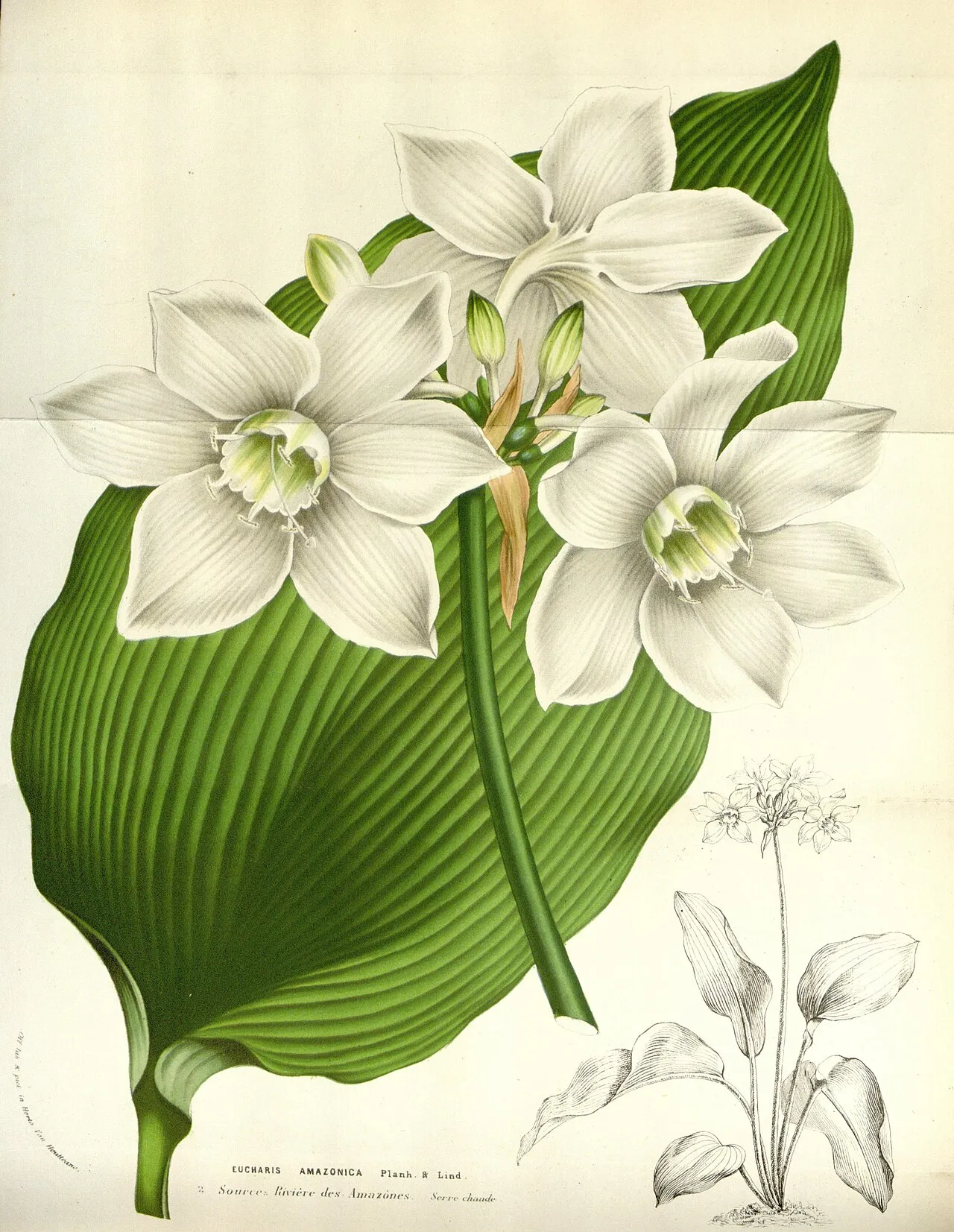 Amazonlily — photo by Louis Van Houtte