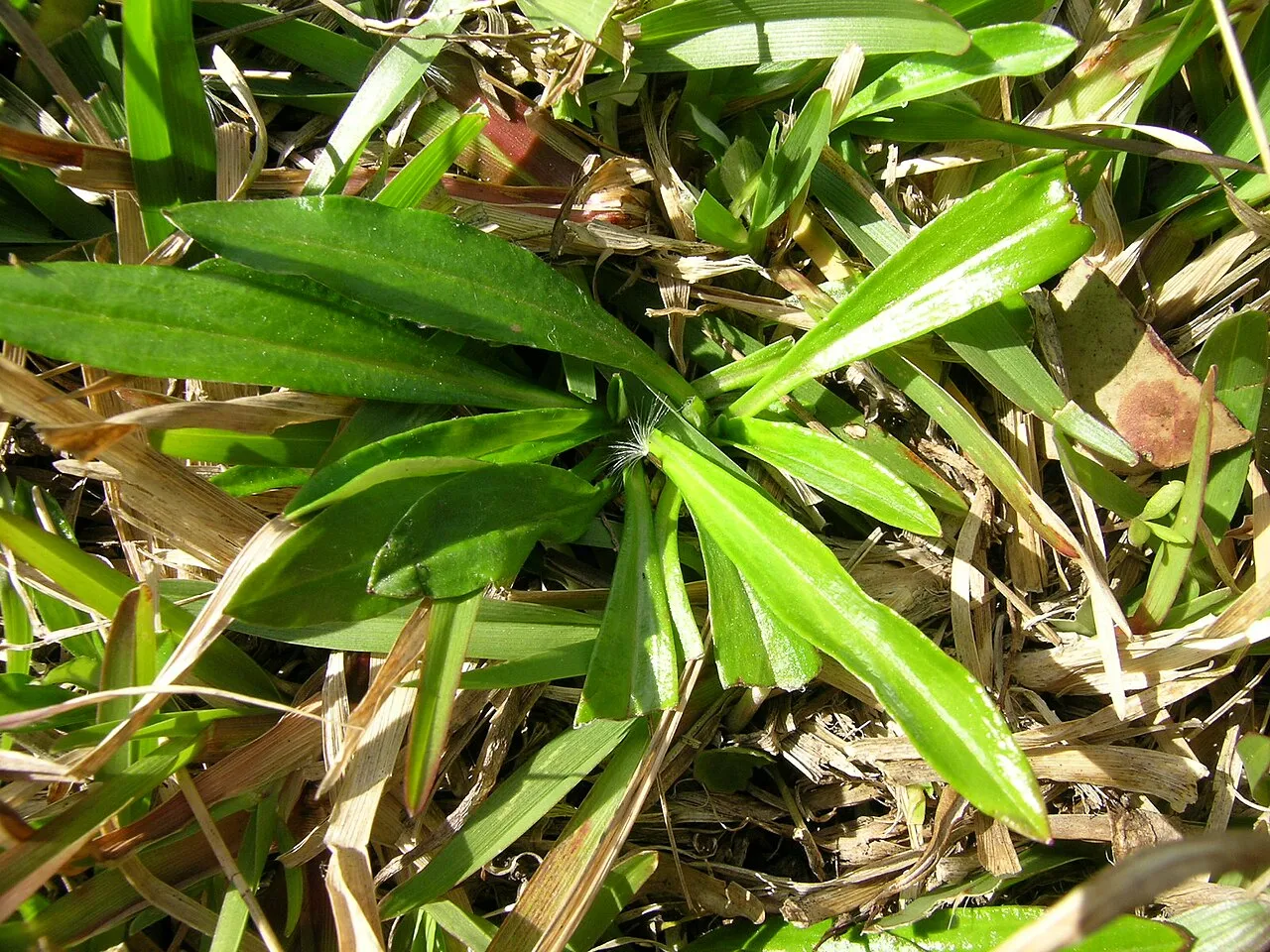 Creeping Cudweed