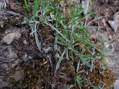 Common Cudweed