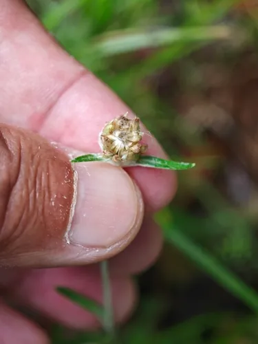 Father-and-child Plant