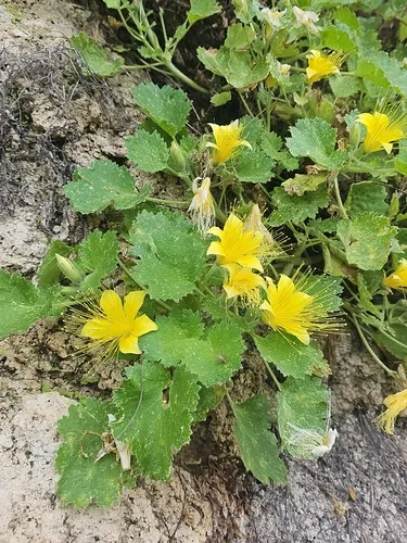 Yellow Stingbush — photo by Gabby Lopez
