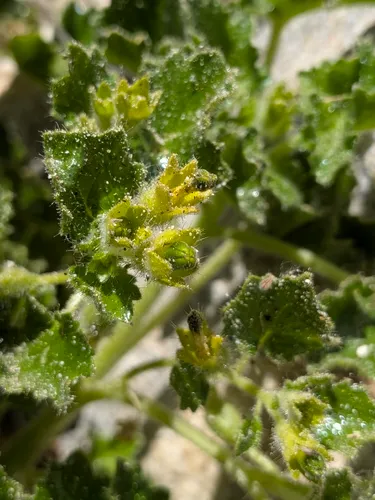 Rock Nettle