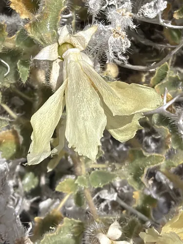 Desert Stingbush