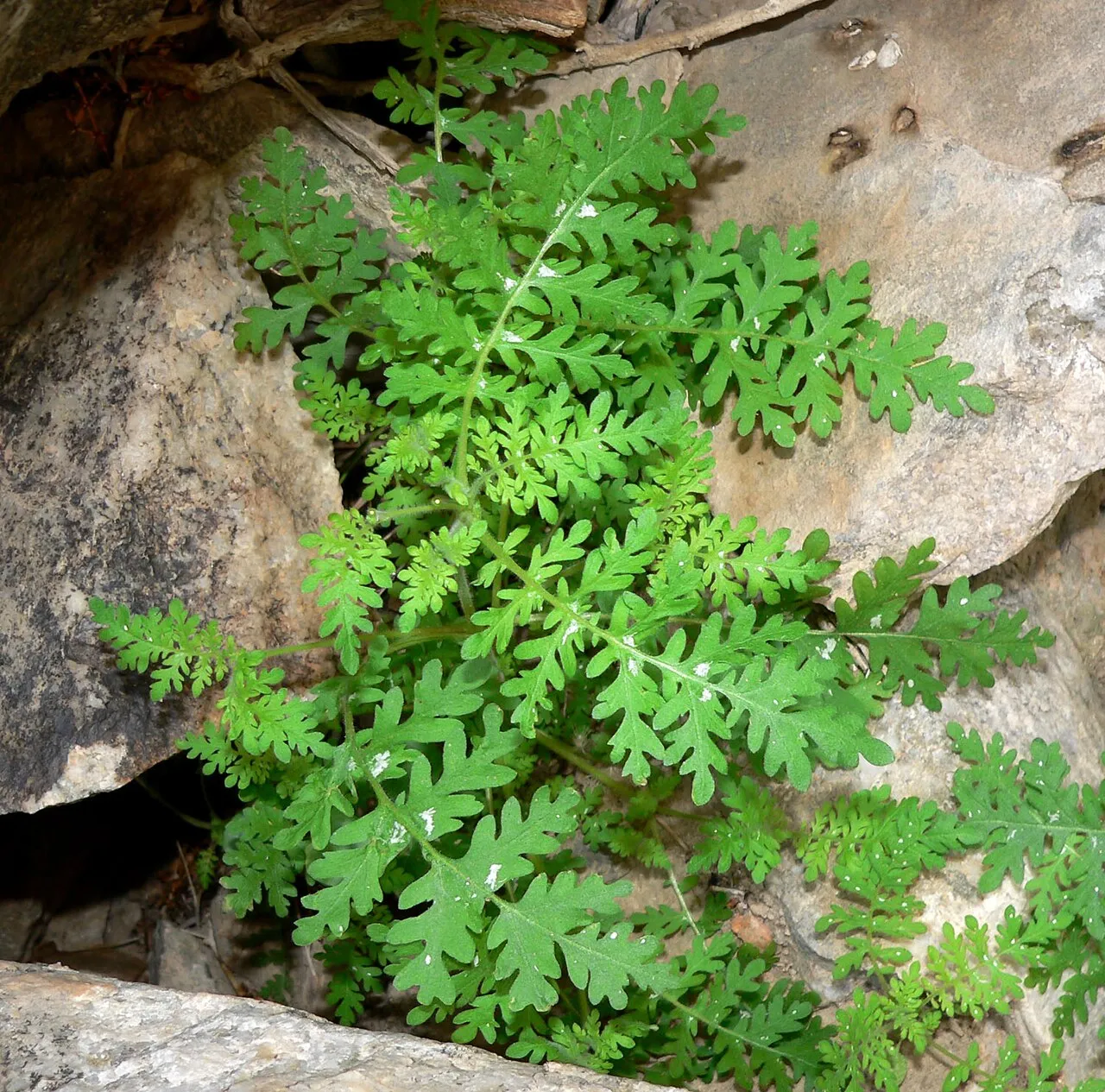 Spotted Hideseed (var. bipinnatifida) — photo by Stan Shebs