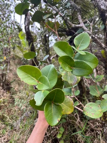 Guayabota De Sierra — photo by Isaac Martinez Costas