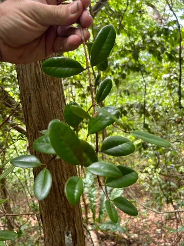 Guayabota De Fajardo — photo by Roqui Bello