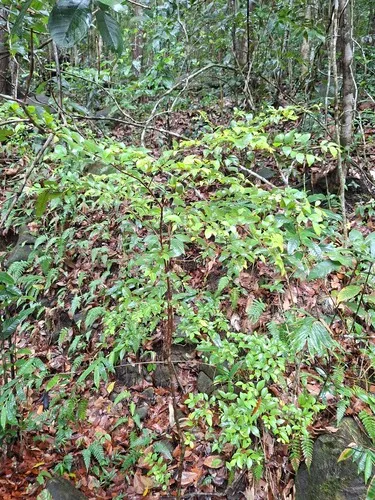 Birdcherry