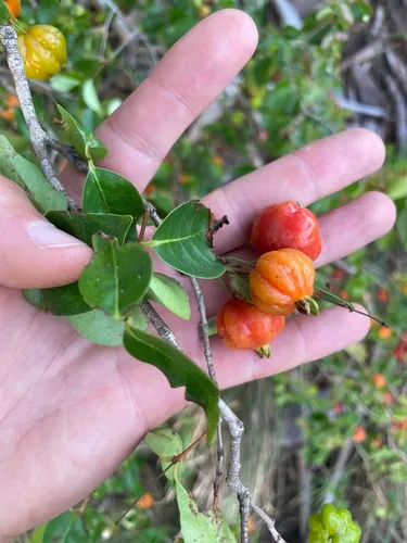 Surinam Cherry — photo by Steven Wagner