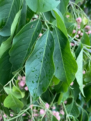 Winterberry Euonymus — photo by Jeff Skrentny