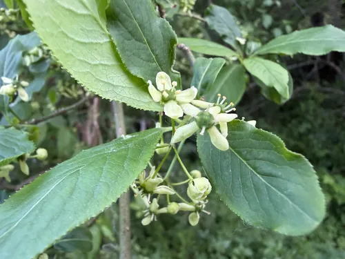 European Spindletree