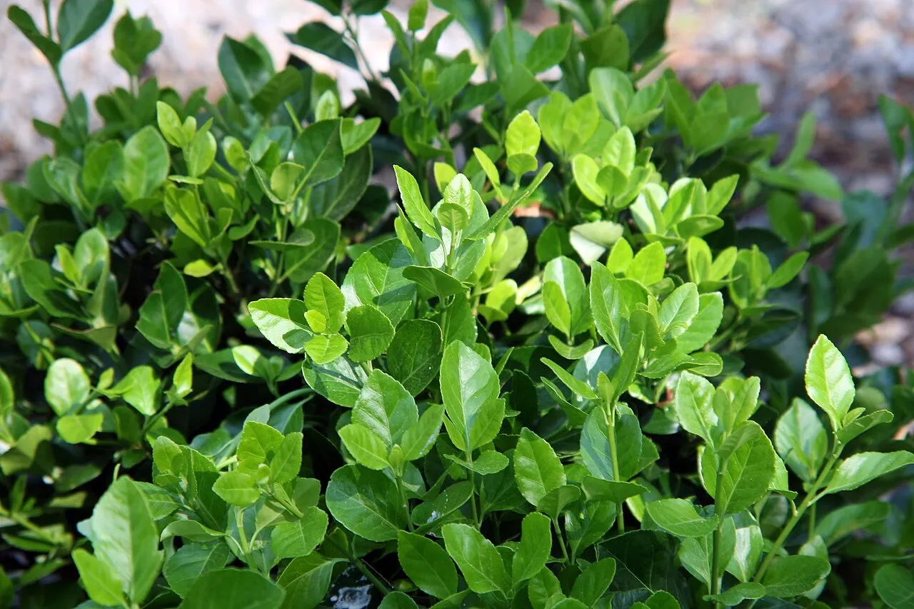 Creeping Strawberry Bush