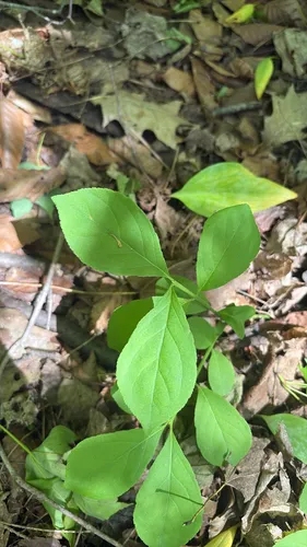 Running Strawberry Bush