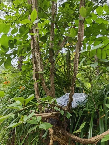Corktree