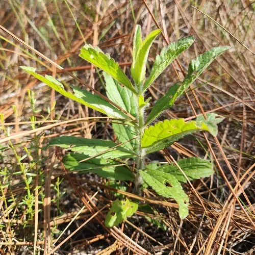 White Thoroughwort (var. album) — photo by dakoda