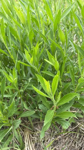 Tall Thoroughwort — photo by prichards924