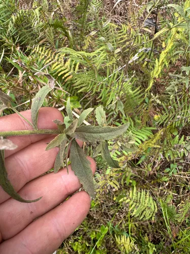 Florida Thoroughwort