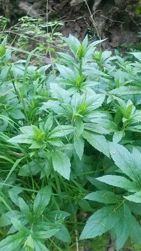 Hemp Agrimony — photo by airikrr