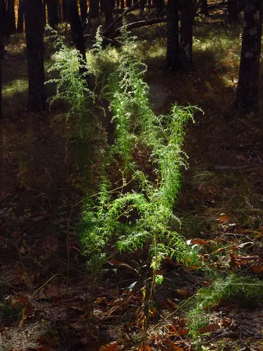 Dogfennel