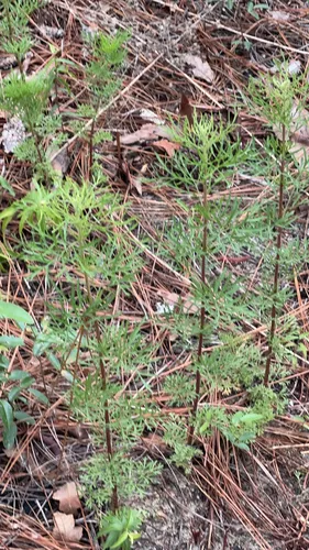 Yankeeweed — photo by whitenuthatch