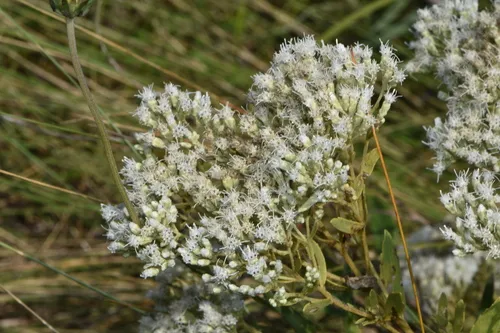 Waxy Thoroughwort — photo by Jake Smith