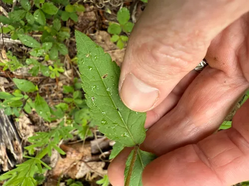 Godfrey's Thoroughwort
