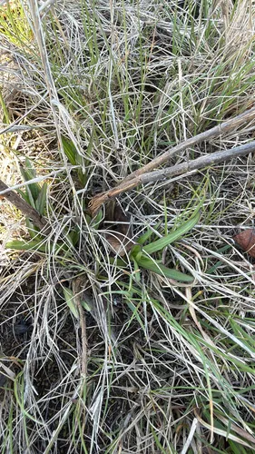 Hyssopleaf Thoroughwort