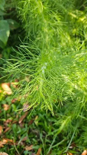 False Fennel