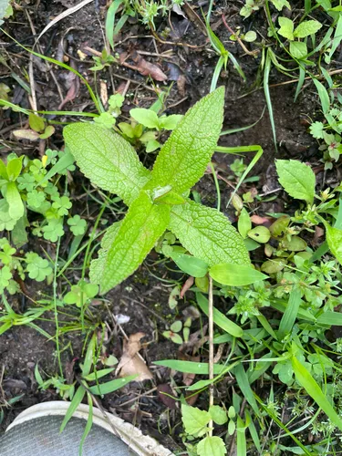 Common Boneset
