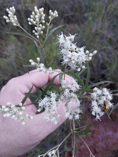 Pine Barren Thoroughwort — photo by Chris Hoess