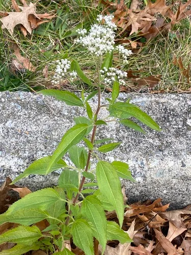 Lateflowering Thoroughwort — photo by Sandy Wolkenberg