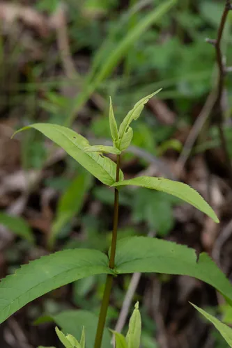 Upland Boneset — photo by Erik Danielsen