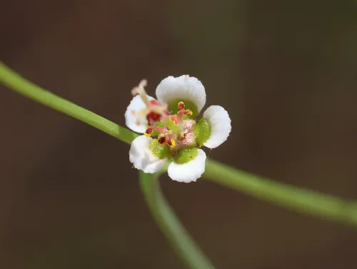Marble Canyon Spurge — photo by Joey Bom
