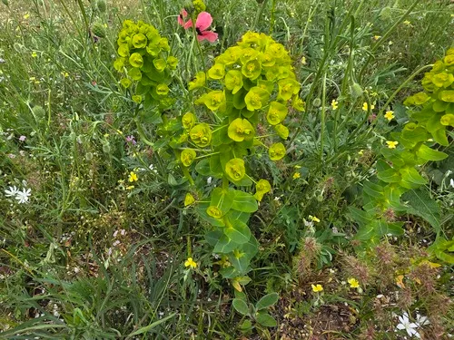 Urban Spurge — photo by Дмитрий Епихин