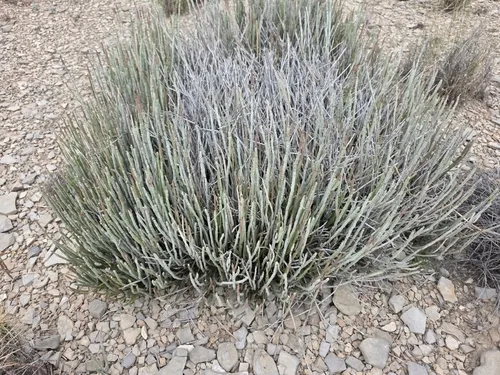 Candelilla