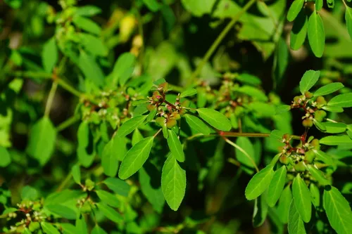 Forked Spurge — photo by José G. Flores Ventura