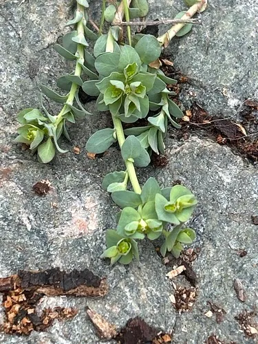 Horned Spurge — photo by Robert Ukeiley