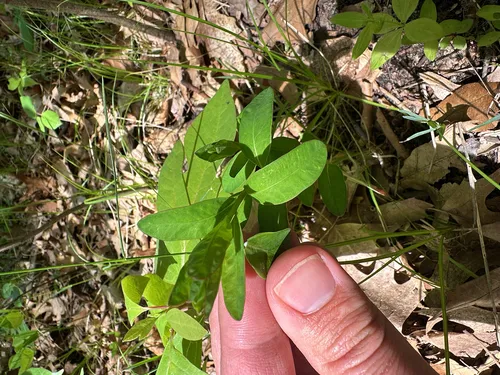 Flowering Spurge — photo by Peter Quakenbush